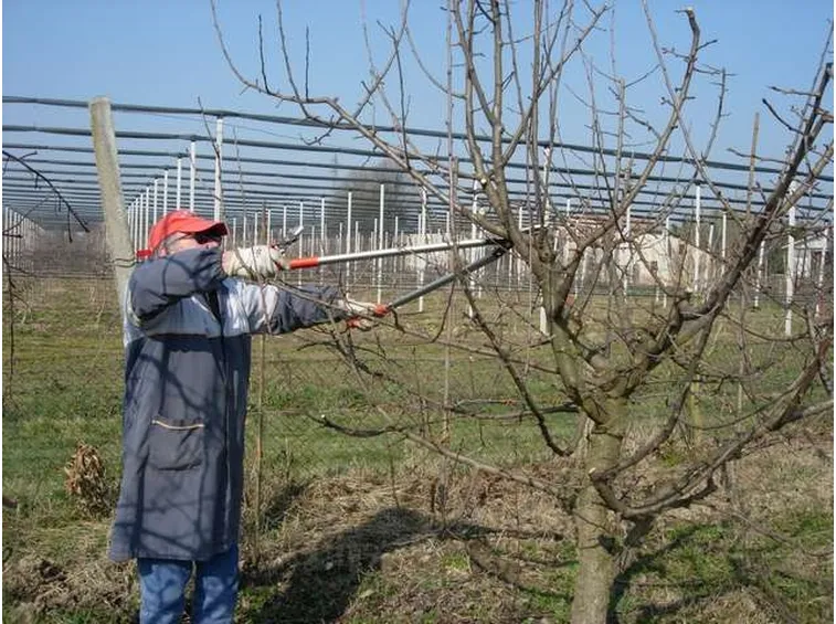 Potatura degli alberi da frutto
