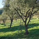 Potatura di un albero di ulivo