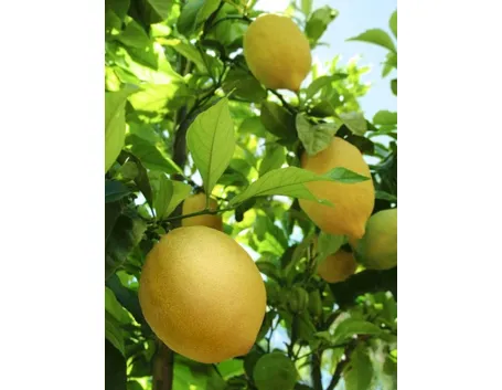 limoni in salute