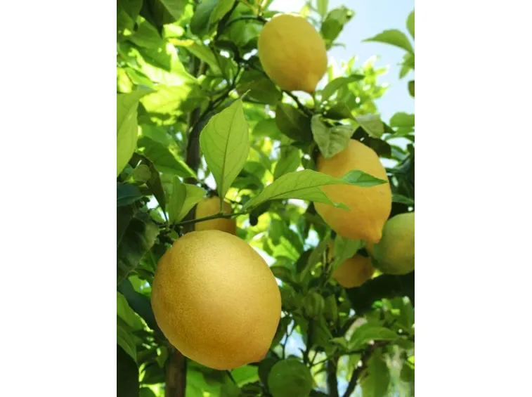 limoni in salute