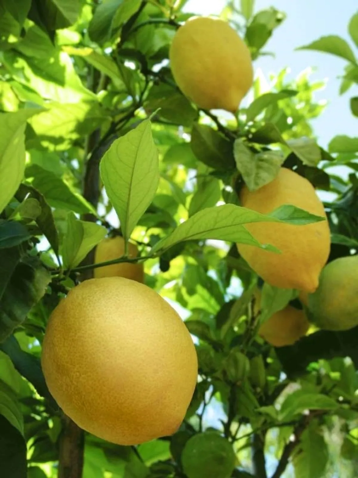 limoni in salute