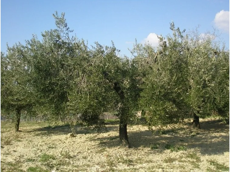 Quando potate l'ulivo