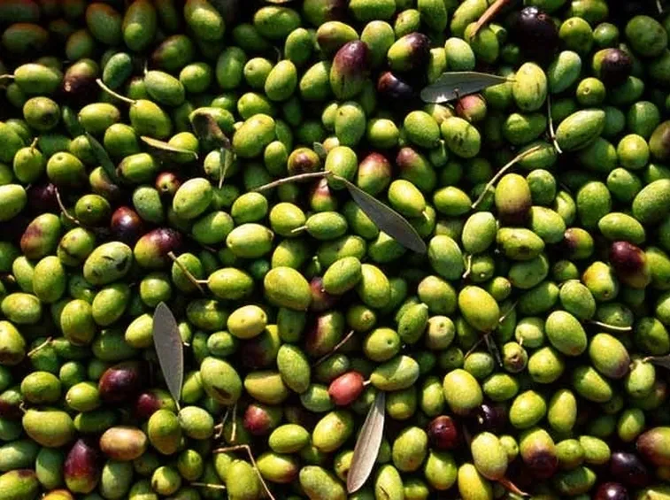 L'olio di Coratina