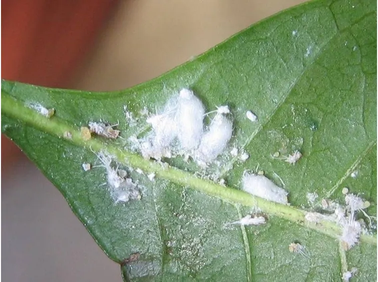 La cocciniglia parassita dell'ulivo