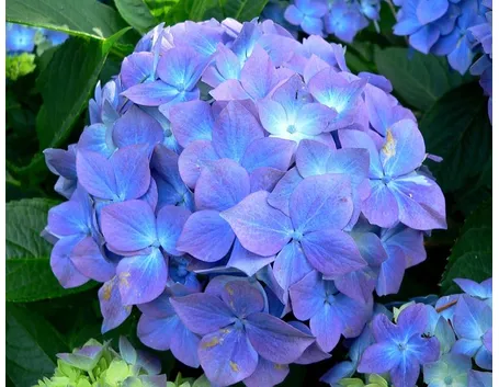 Ortensia