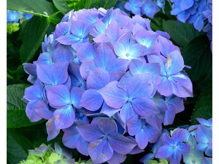 Ortensia