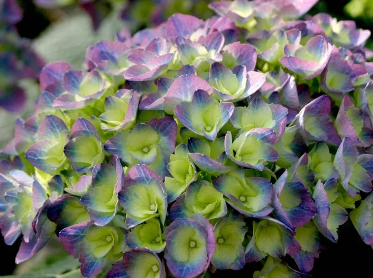 Ortensia 