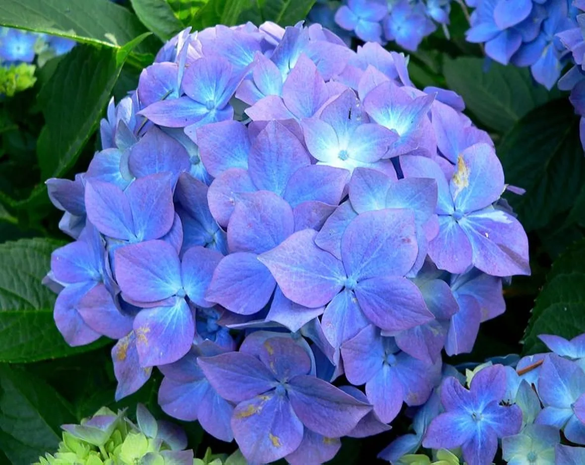 Ortensia