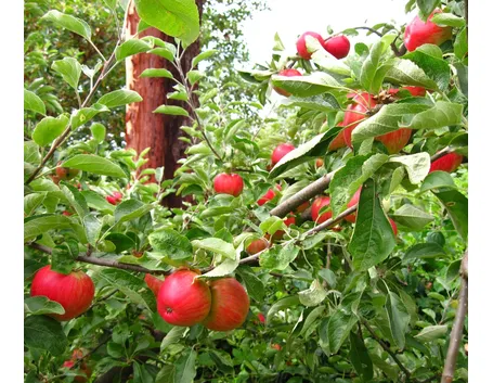 Ramo di melo carico di frutti