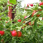 Ramo di melo carico di frutti