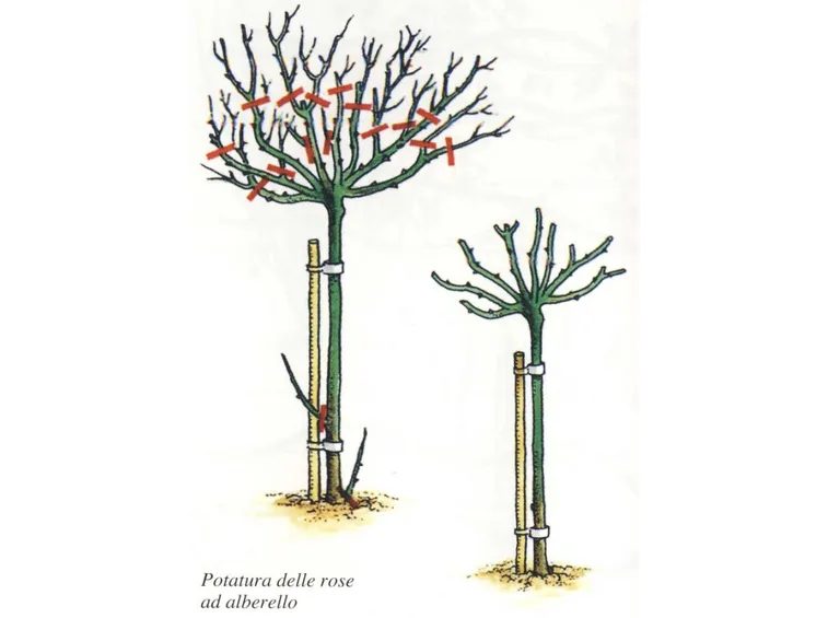 Esempio potatura