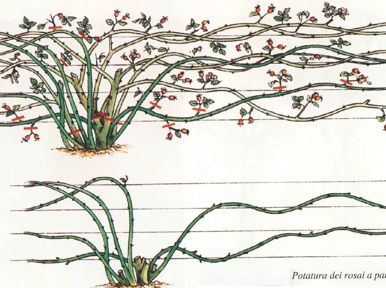 Potare rose a cespuglio