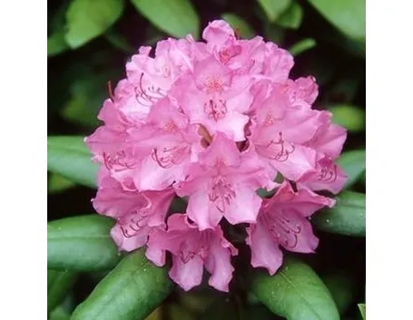 fiore rododendro