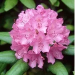 fiore rododendro