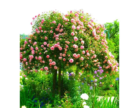 Rose ad alberello