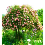 Rose ad alberello