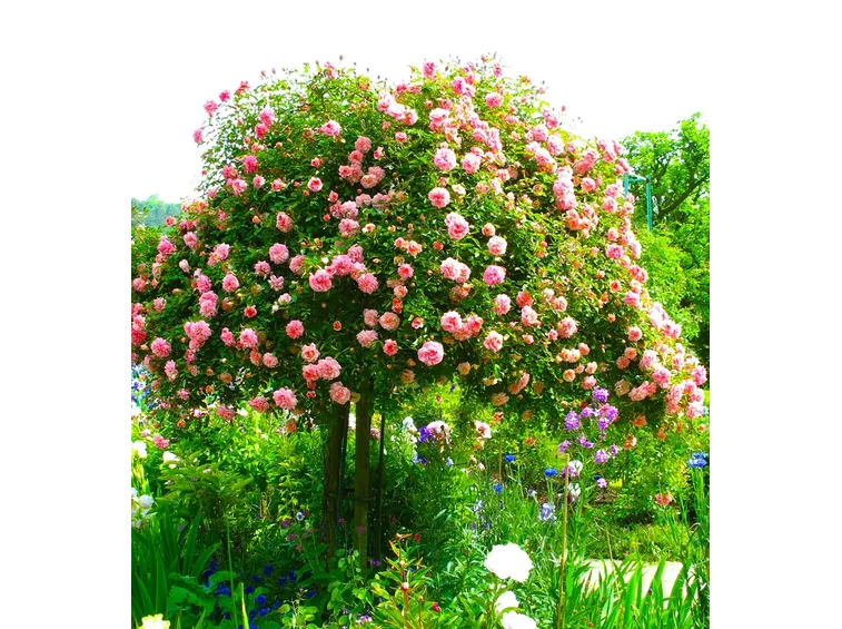 Rose ad alberello