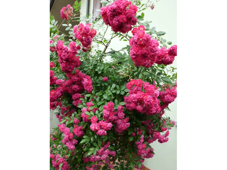Primo piano dei fiori