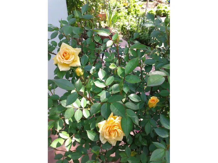 Rosa ad alberello
