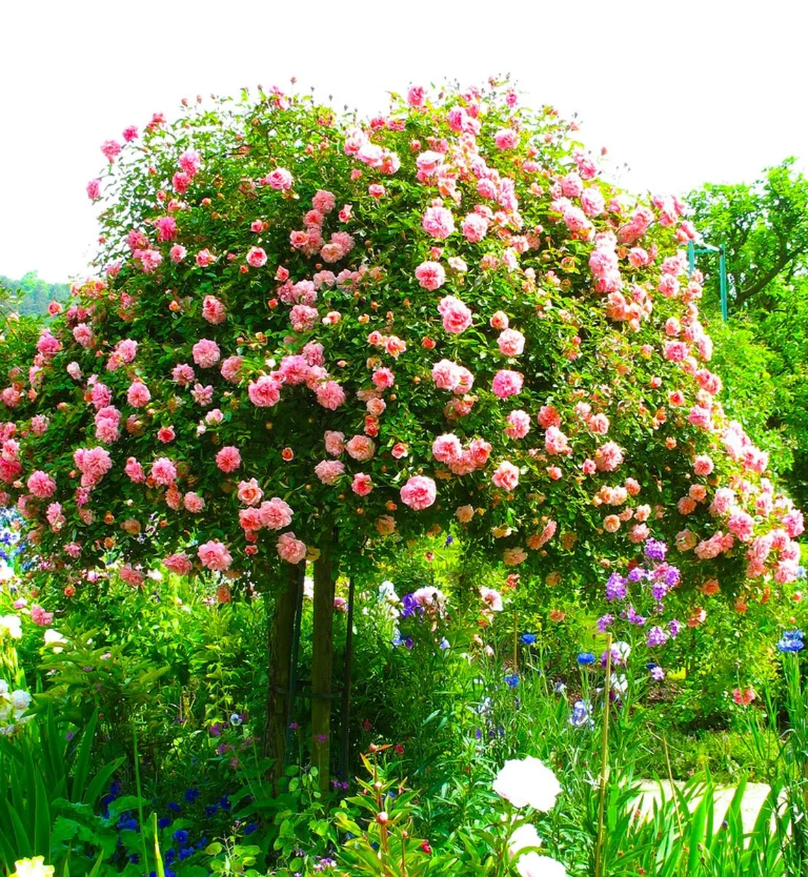Rose ad alberello