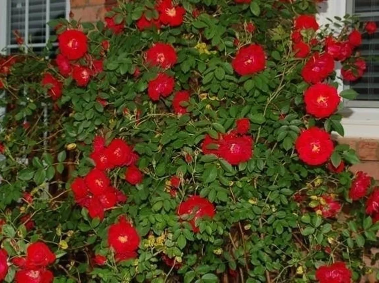 Rose a cespuglio