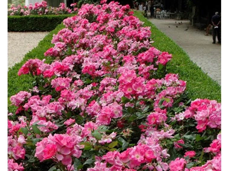 Rose copri-suolo o striscianti