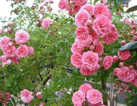 Rose sarmentose
