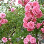 Rose sarmentose