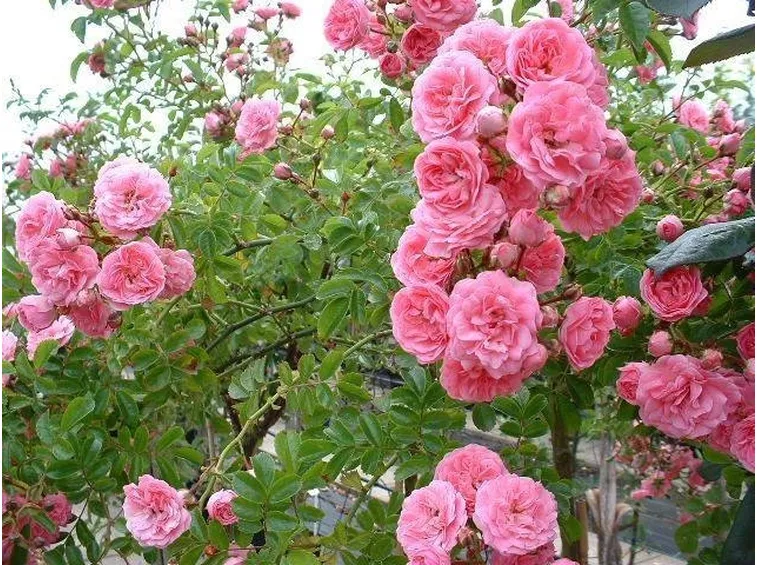 Rose sarmentose