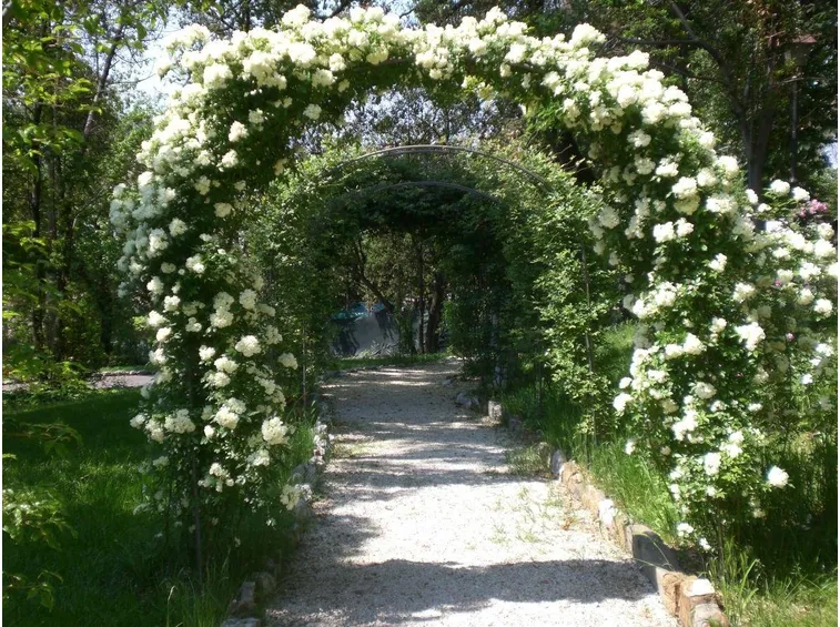 Decorazione con rose sarmentose