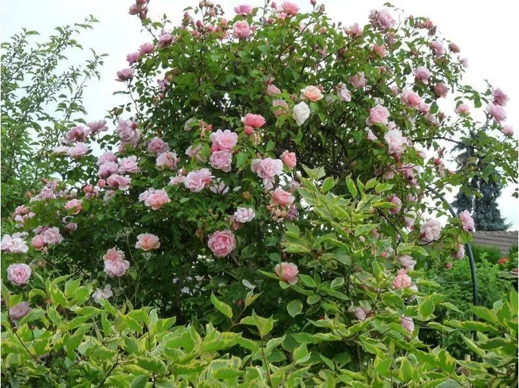 Esemplare di rosa sarmentosa