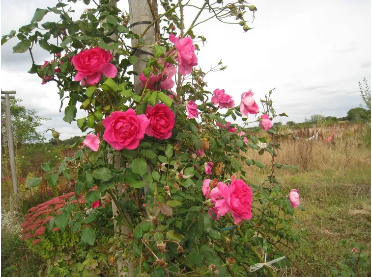 Rose sarmentose