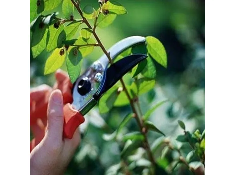 Tecniche di potatura
