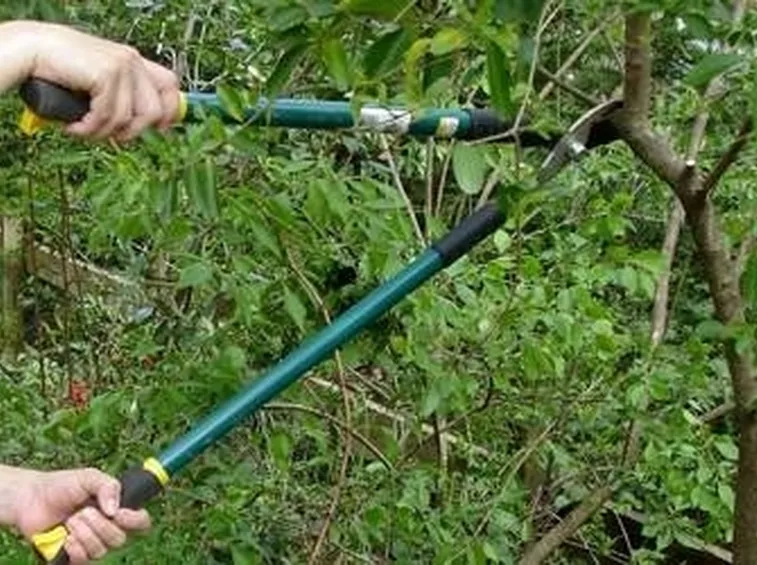 Tecniche di potatura