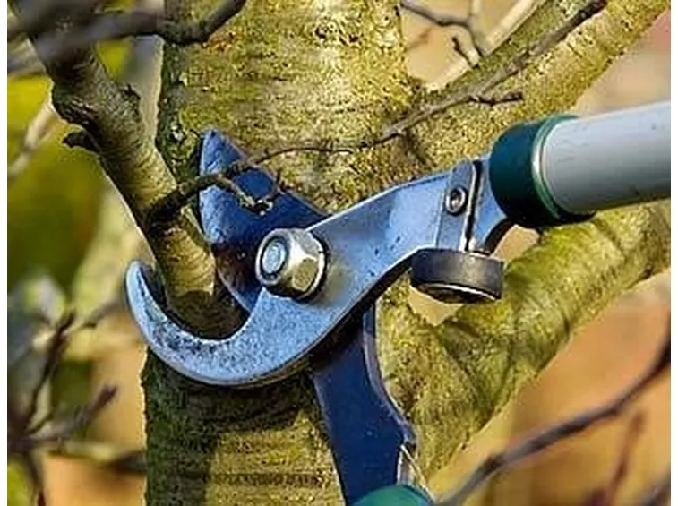 Tecniche di potatura
