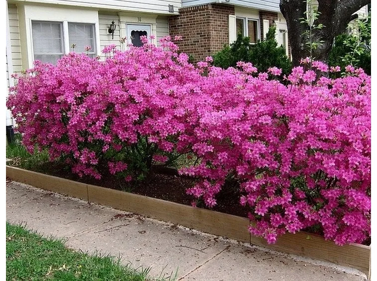 Stupenda siepe di azalea