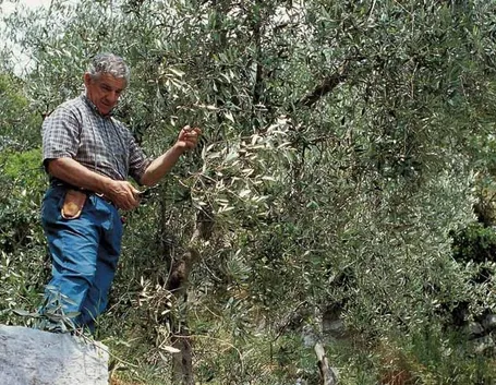 La coltivazione dell'ulivo