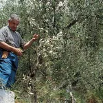 La coltivazione dell'ulivo