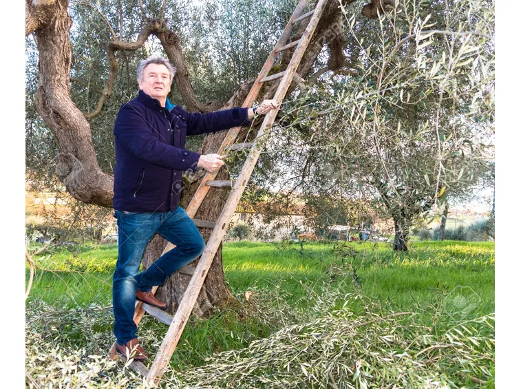Oliveto in toscana