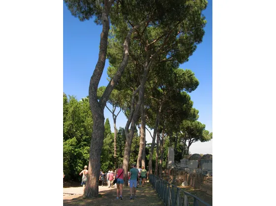 Viale di Pini domestici