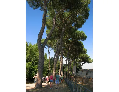 Viale di Pini domestici
