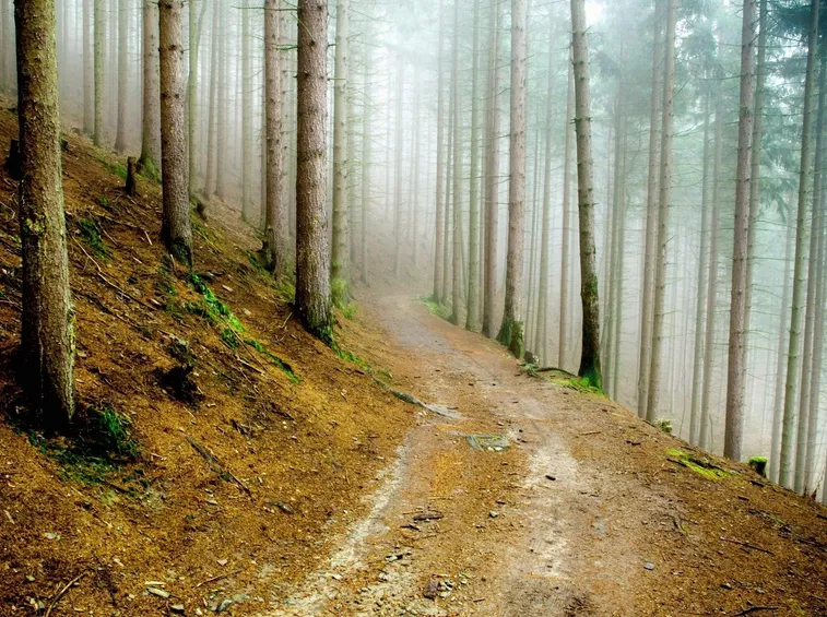 Foresta di pini