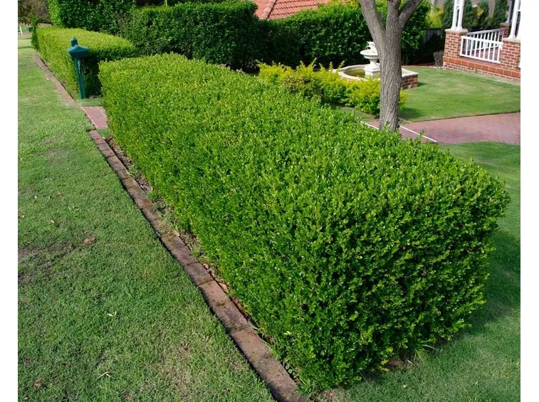 Buxus sempervirens adattato a siepe