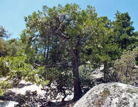Albero cedro