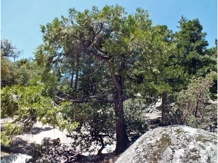 Albero cedro