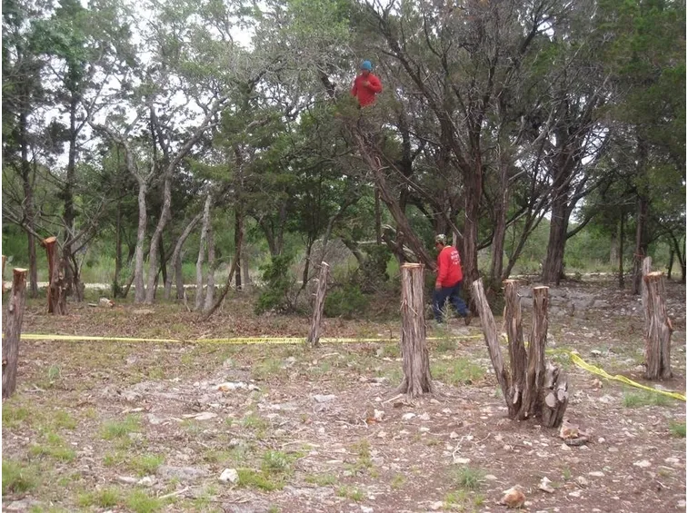 Potatura albero cedro
