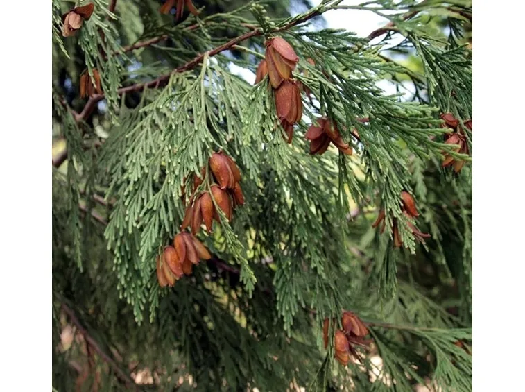 Pianta cedro