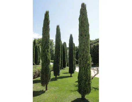 Cupressus sempervirens