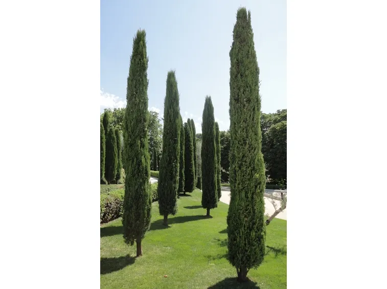 Cupressus sempervirens
