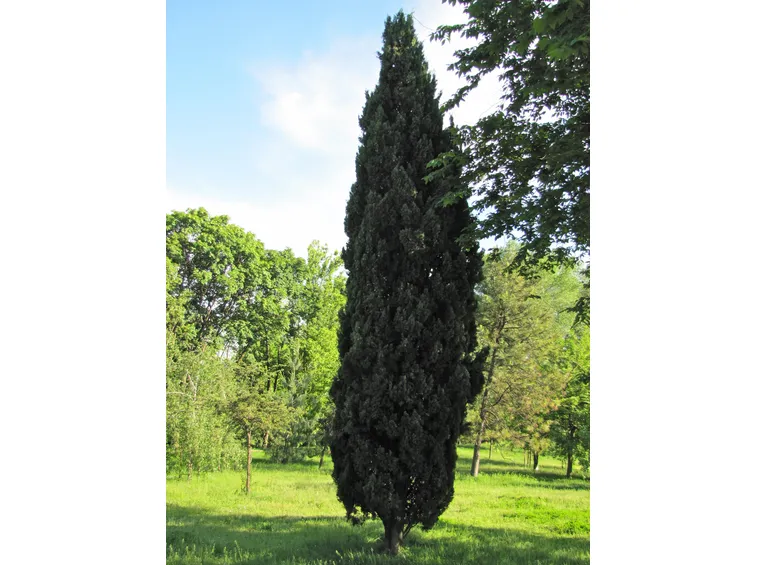 Cupressus sempervirens